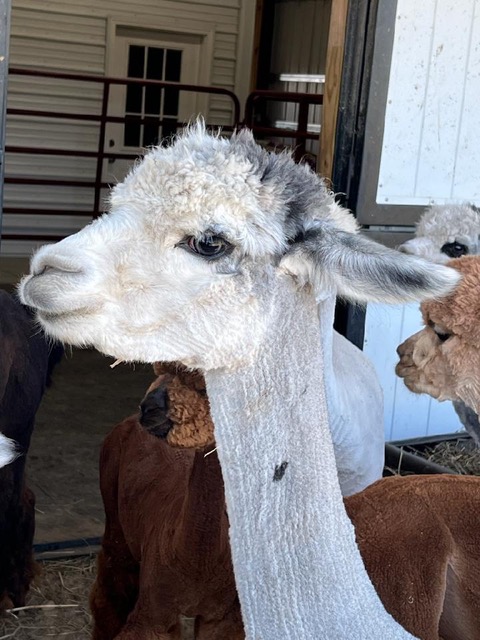 Alpaca farm to host plein air watercolor day June 7 Cape Gazette